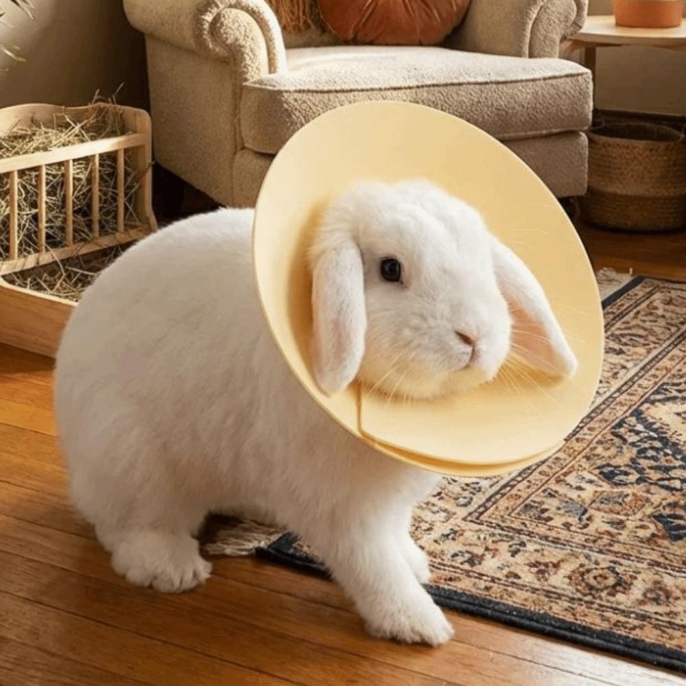 Adjustable Anti Licking Collar Anti-Bite Protective Collar for Bird Hamster Rabbit