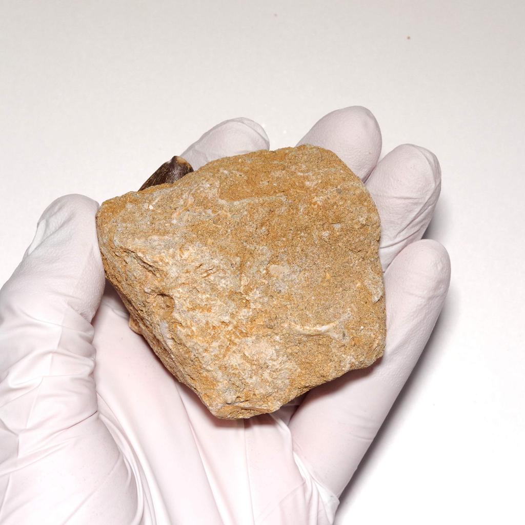 Stone Natural Fossil Mosasaurus 47x28mm [N2 Natural] (Aquatic squamate/Mosasaurus) (25 "One-of-a-kind" Teeth Approx. [Horstone Approx. 99g,