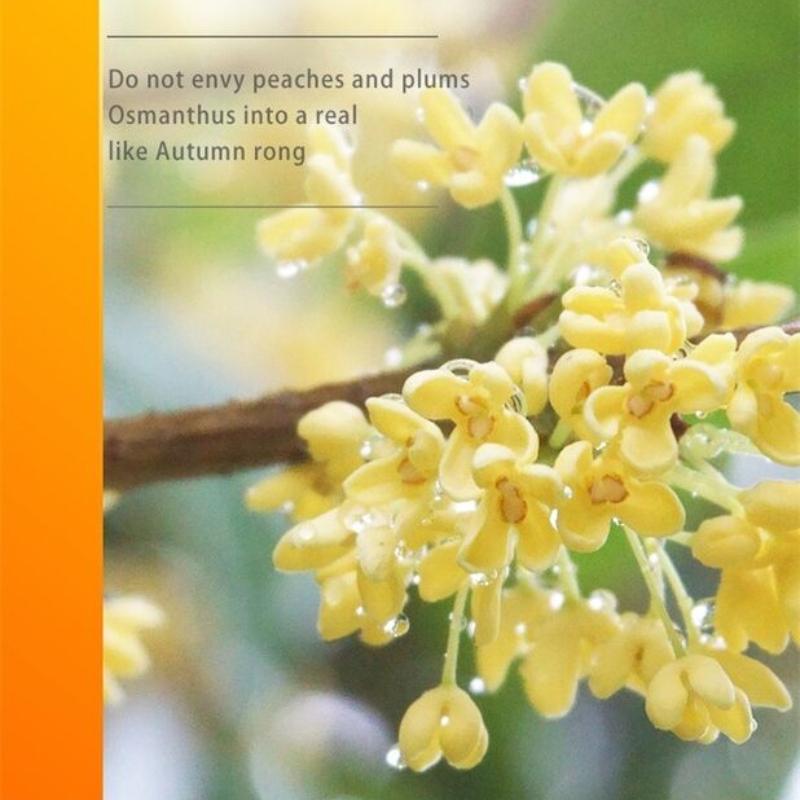 Пакетированный чай Osmanthus Oolong, оздоровительный чай, цветочный фруктовый чай, 3 упаковки