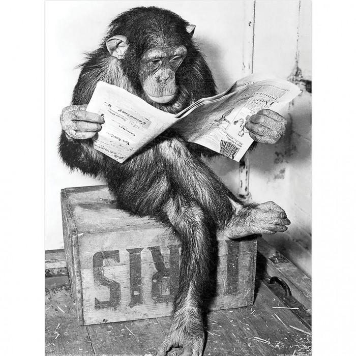 Ada Ingram Chimp News Print