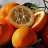 10 BITTER ORANGE SEEDS - FRESH SEEDS + FREE SHIPPING