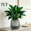 Decorative Container for Plants Self Watering Planter with Wick Rope Indoor Plants, Double Layer Automatic Irrigation Basin Transparent Hydroponic