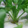 10pcs Vegetable Plant Grow Hydroponic Nursery Pots Mesh Pot Planting Basket Net Cup
