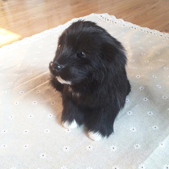 Имитация милой маленькой черной собаки, домашнего автомобиля, настольного реквизита для фотографии, декор, игрушка в подарок