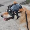 Comfortable Dog Sports Helmet Goggles Set with Shock Absorption Easy to Wear Design for Pet Outdoor Mountain Climbing