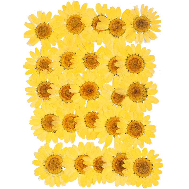 Популярные маленькие 25 шт./пакет, высокое качество, украшение для дома, сушеные цветы, прессованные цветы, консервированные цветы, сделай сам, мини-цветы ручной работы