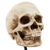 Life Size Human Rein Skull Statue 1:1 Replica Realistic Human Adult Skull Head Bone Model for Home Decor & Halloween Decoration