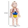Human Body Model for Kids 3D Body, Torso Teaching Aid with Organs and Limbs,