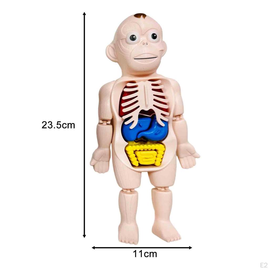 Human Body Model for Kids 3D Body, Torso Teaching Aid with Organs and Limbs,