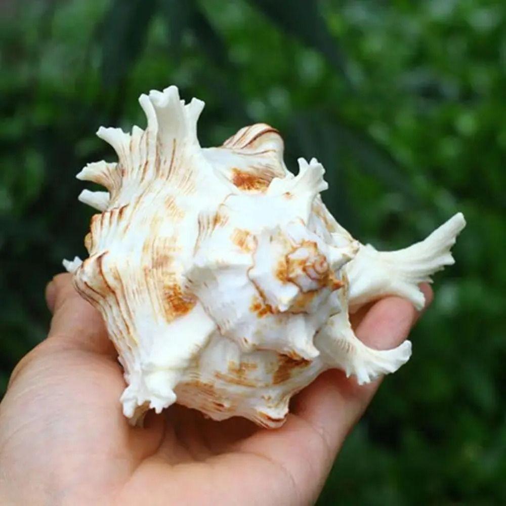 DIY Натуральная Большая Раковина Раковины Большие Раковины Поделки Статуя Аквариум Декор Главная