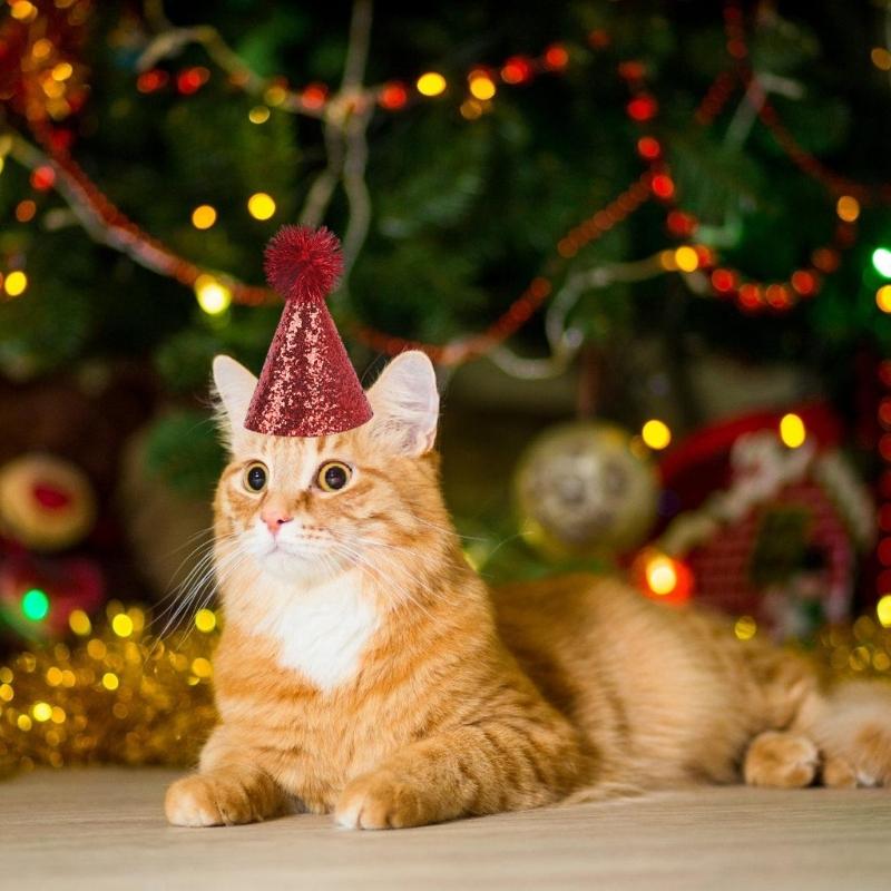 Pet Party Hat Glittering Powder Hat with Adjustable Rope For Dog and Cats 6PCS