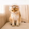 Намордник для космического шлема Gatonine Cat, L, 1 шт.