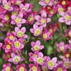 Saxifrage Seeds of Beautiful Flowers for the Garden 0.05g