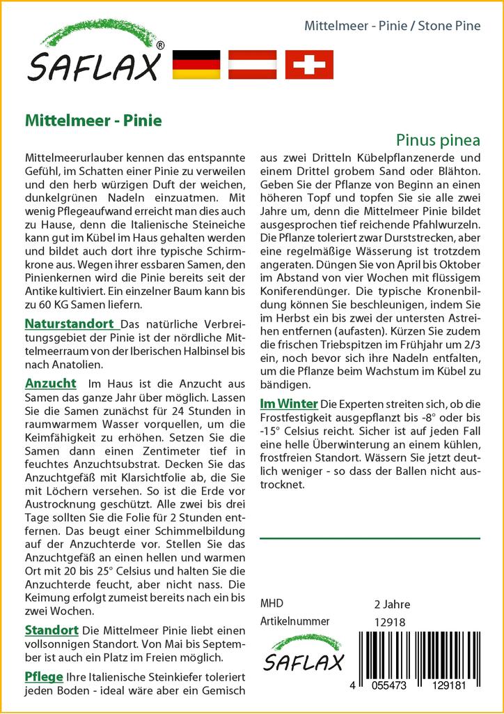 SAFLAX Сосна каменная - 6 семян - Pinus pinea