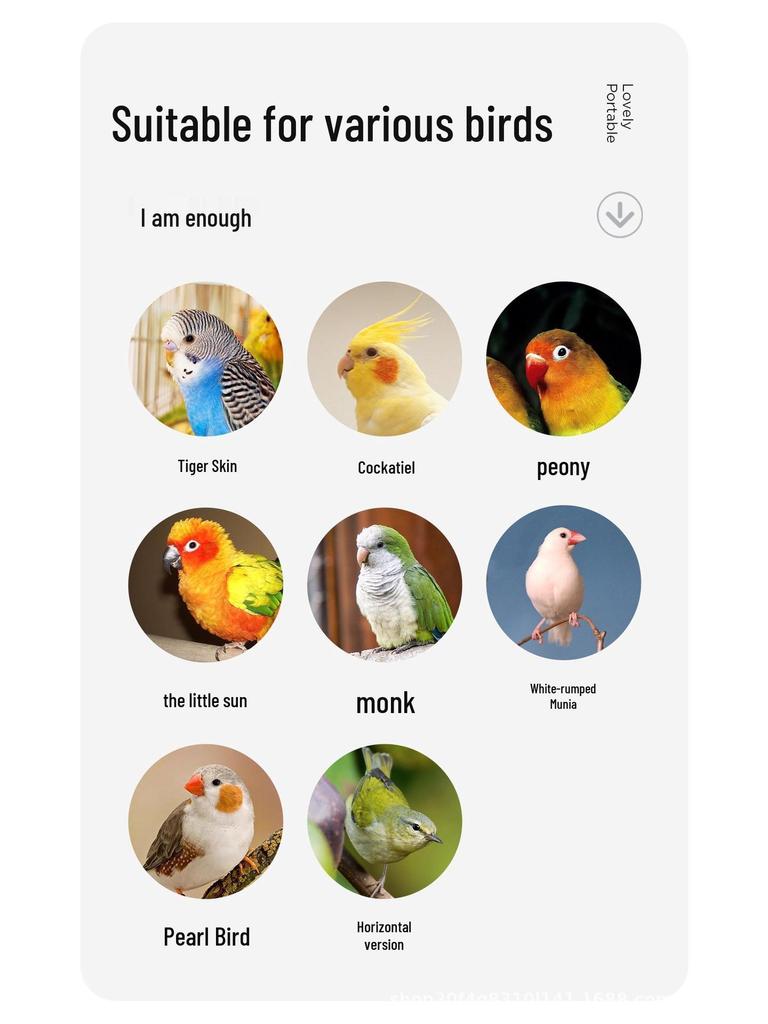 Parrot Desktop Stand: Poultry Platform for Budgies, Cockatiels & Conures - Entertainment & Boredom Relief Toy