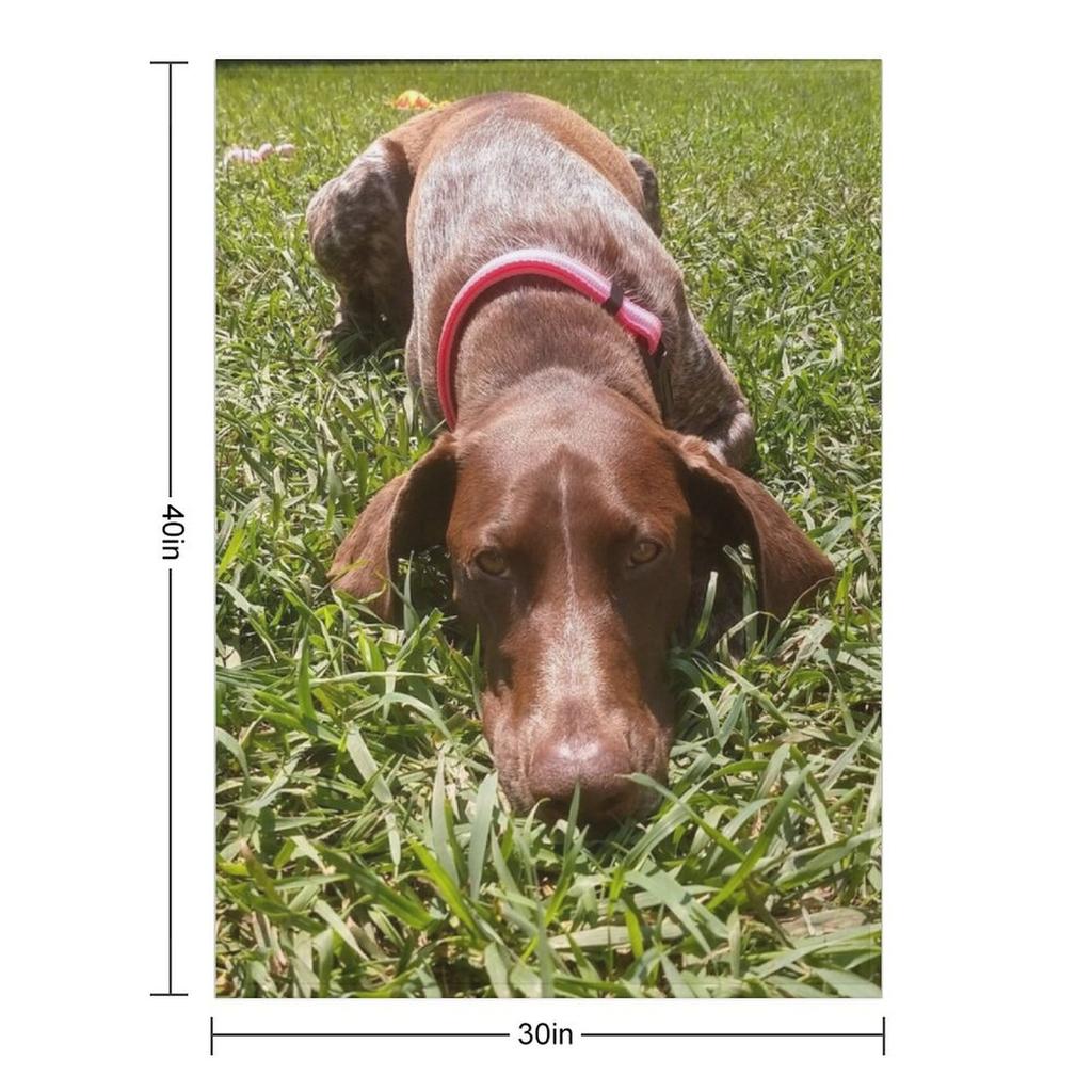 Summer Days with a Sharp-eyed Companion: A German Shorthair Pointer on the Hunt Throw Blanket Decorative Sofas Blankets