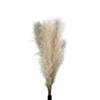 Pack of 5 Pampas Herbs