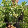 Blueberry Fruit Tree Seedling