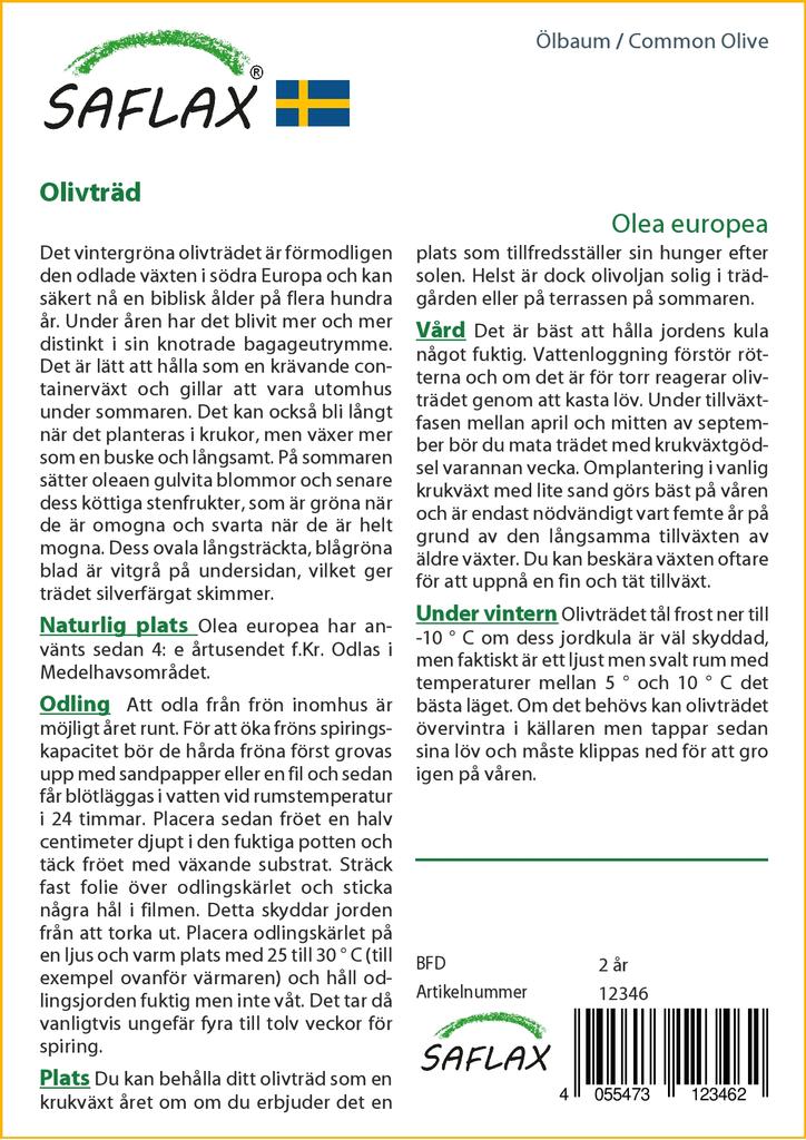 SAFLAX Олива обыкновенная - 20 семян - Olea europea