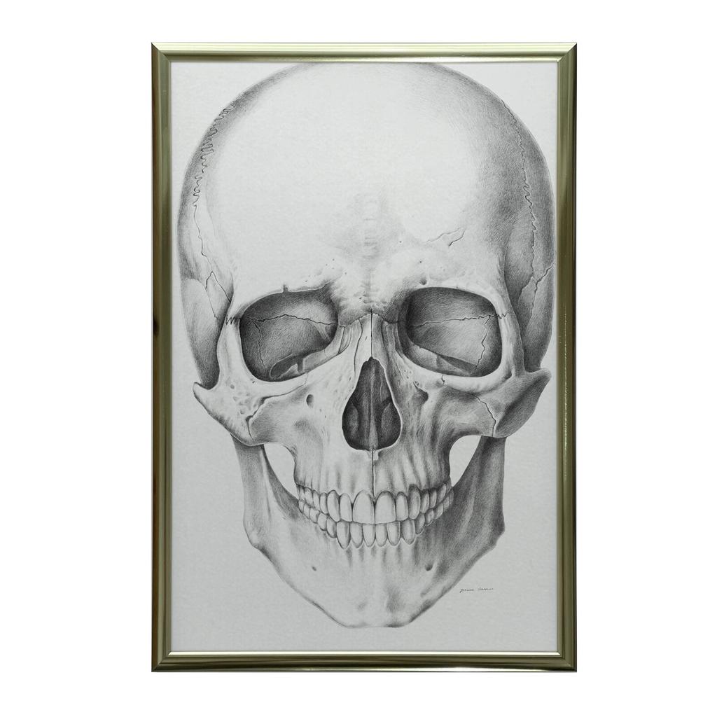 Czaszka (Front) - Plakat Anatomiczny Czaszka (Front) - Plakat Anatomiczny, 50X70 Cm, Bez Ramy, Płótno Premium Na Blejtramie