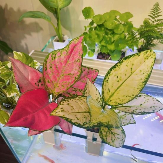 2 шт. подставки для водных растений, аквариум, цветочный горшок, пластиковая вешалка для аквариума, украшения, корзины для гидропонных растений, аксессуар для аквариума