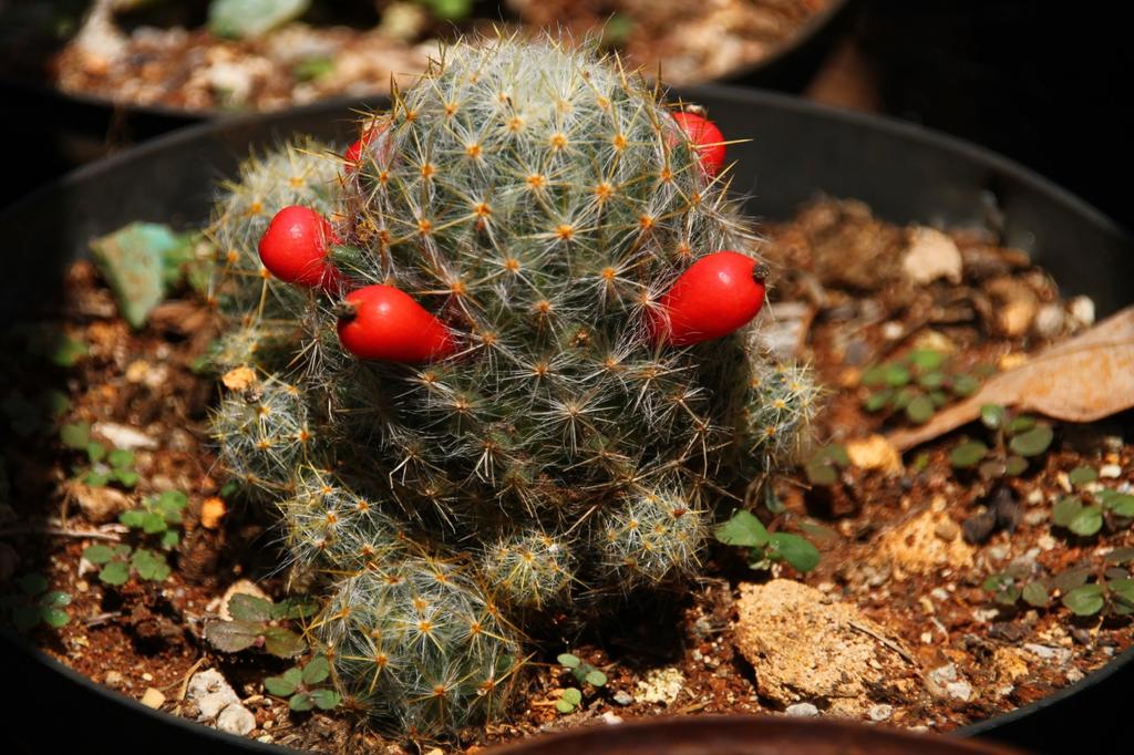 SAFLAX Garden in the Bag - Mammillaire Mix - 40 семян - С субстратом в подходящем стоячем пакете - Mammilaria Mix