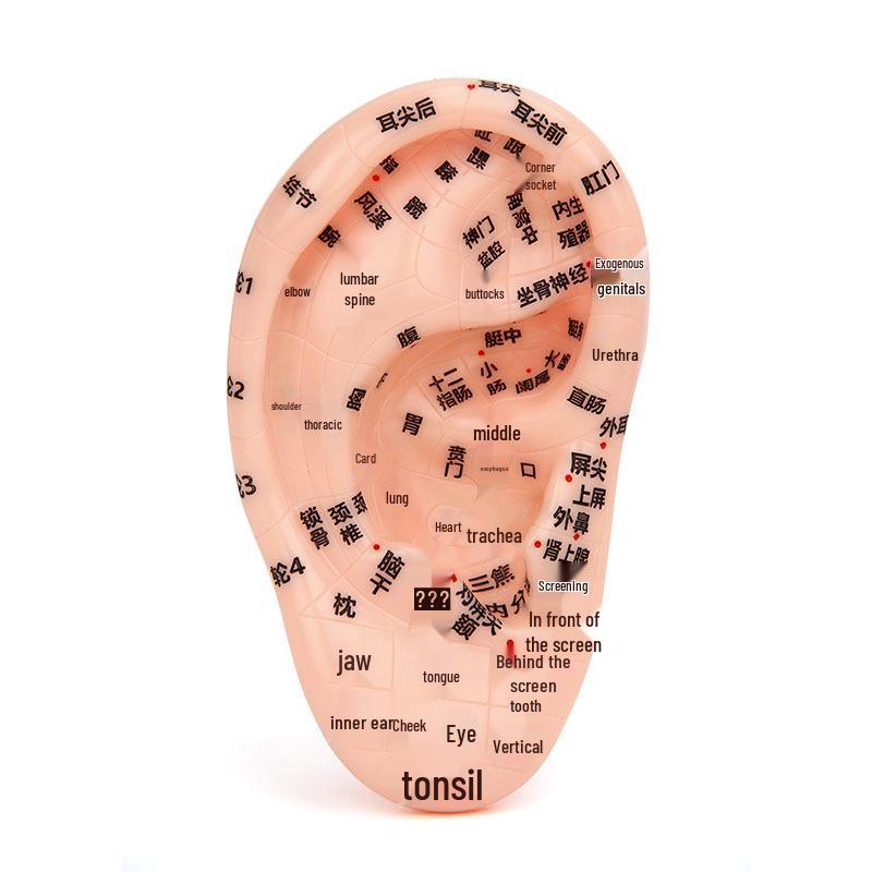 Модель рефлекторной зоны ушной акупунктурной точки 13 см - 18 см для акупунктуры и меридианной терапии