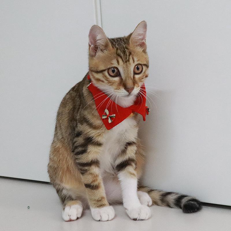 Red Shirt Collar Cat Dog Luxury Western Polyester Neck Ring Bib Classic Cross-Border Pet Lights Fashion