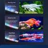Рыбки и морские животные – Аквариумное освещение