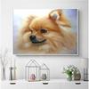 Full Drill Diamond Painting Cross Stitch Pomeranian Pictures Diamond Embroidery Adornment Sticker