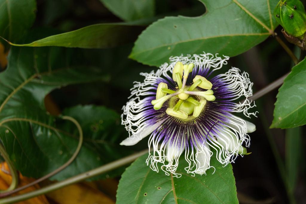 SAFLAX Маракуйя - 40 семян - Passiflora edulis