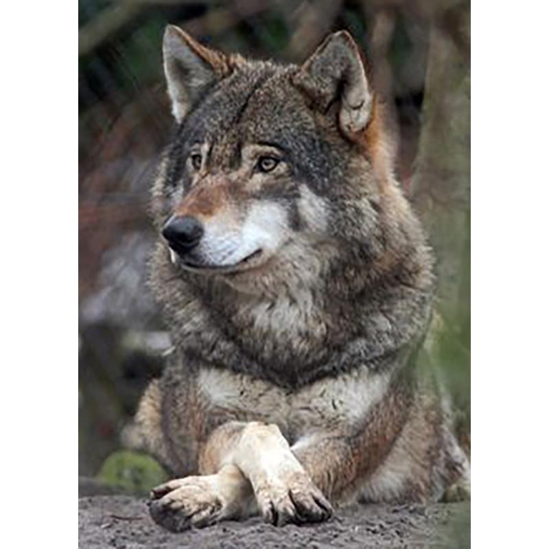 Diy волк 5D алмазная живопись полная круглая дрель смола мультфильм животных Алмазная вышивка набор крестиков домашний декор настенный художественный подарок