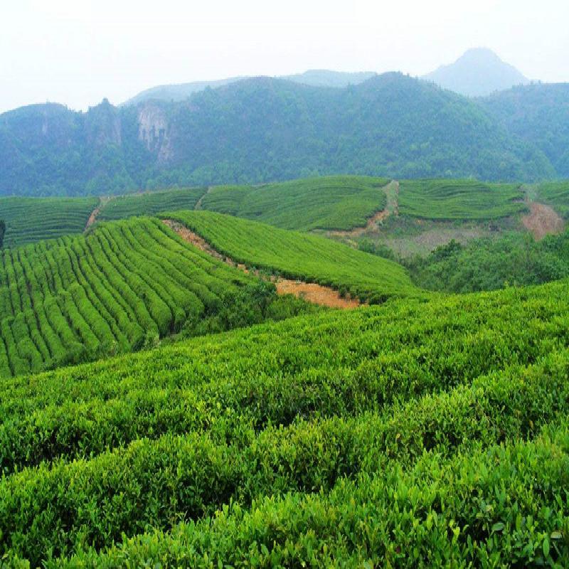 Mengku Rongshi 2013 Шэн Пуэр Чайный дух, 357 г, сырой чайный пирог