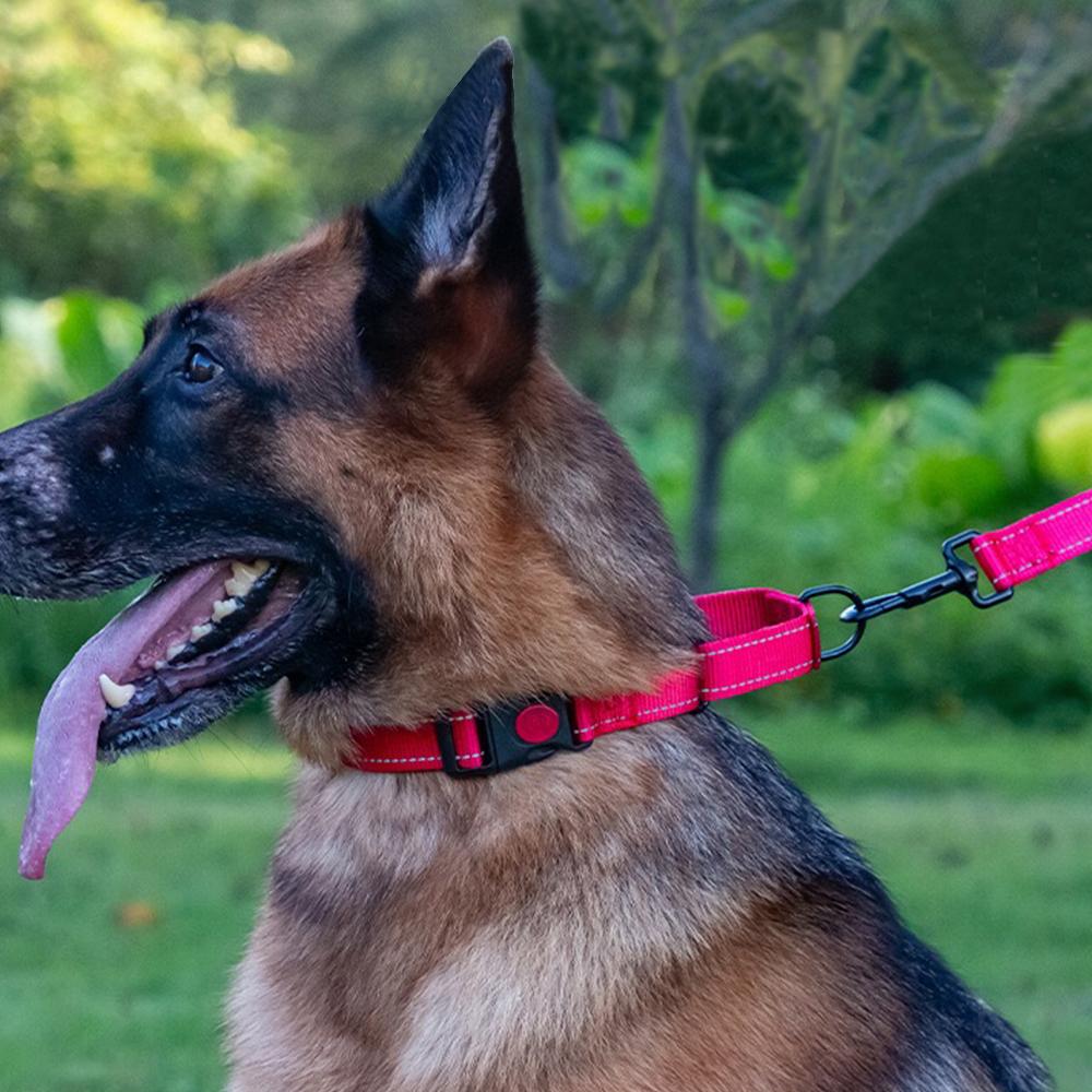 Регулируемые ошейники для домашних собак с замком безопасности на нейлоновой шее для золотистого ретривера, аксессуары для улицы 2 в 1, цепь для домашних животных