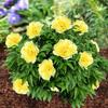 5 Peony Seeds LIGHT GOLDEN YELLOW " -FRESH SEEDS