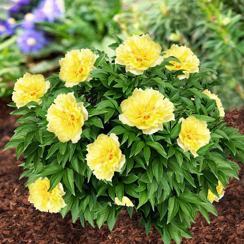 5 Peony Seeds LIGHT GOLDEN YELLOW " -FRESH SEEDS