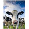Алмазная картина Корова Алмазная картина Полный набор для вышивки крестом Алмазная вышивка Стразы Картина