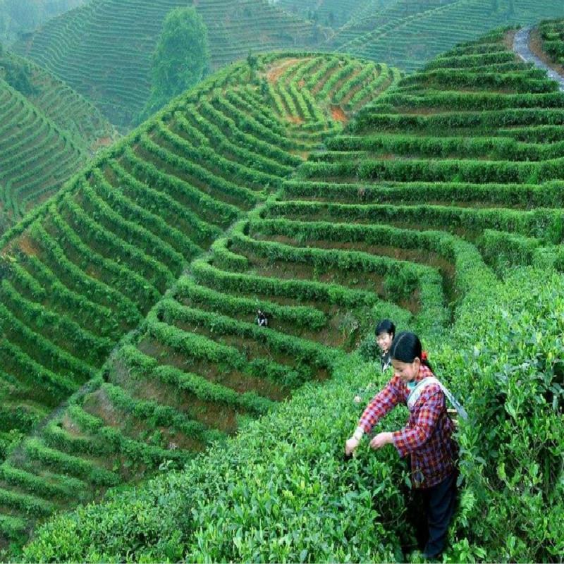 100g Yunnan Puerh Tea Xinhui Citrus Puer Tea Small Green Citrus Pu Er Cooked Tea