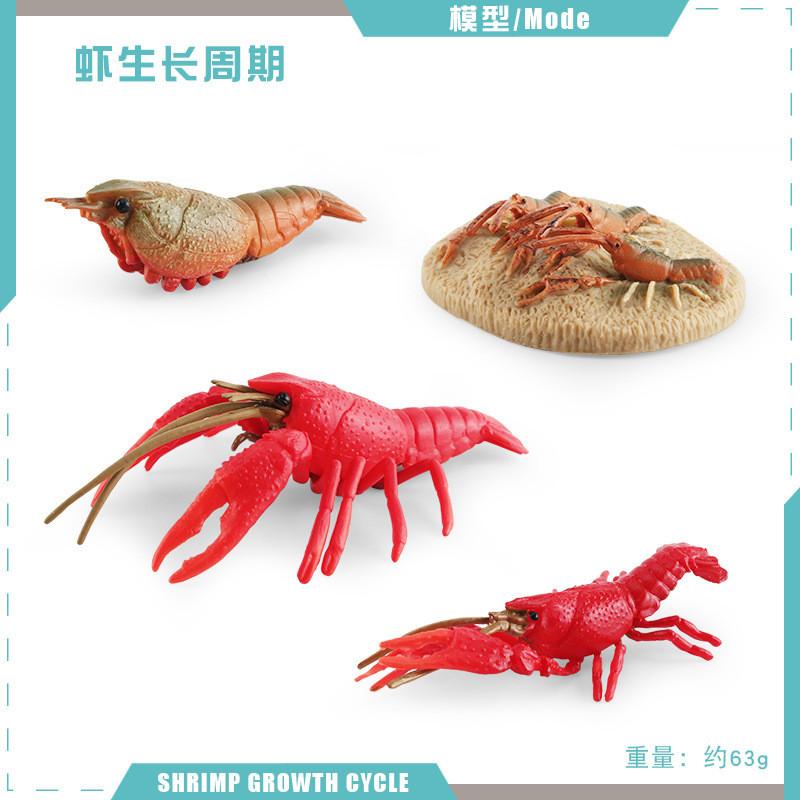 Authentic Crawfish Life Cycle Model Static Pvc Replica Ideal For Learning And Decoration