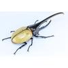 Free Research Series No.26 Living Creatures Edition Hercules Beetle Plastic Model
