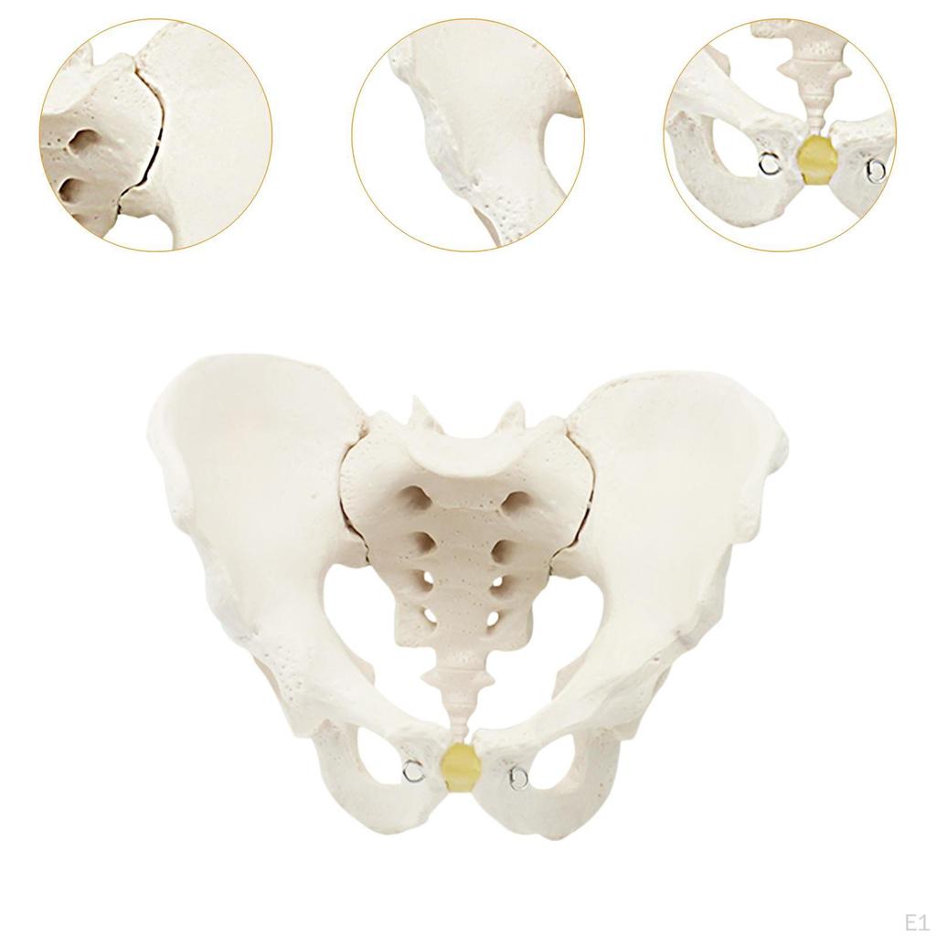 Life Size Male Pelvic Skeleton Model Medical Science Education Teaching Equipment Hip