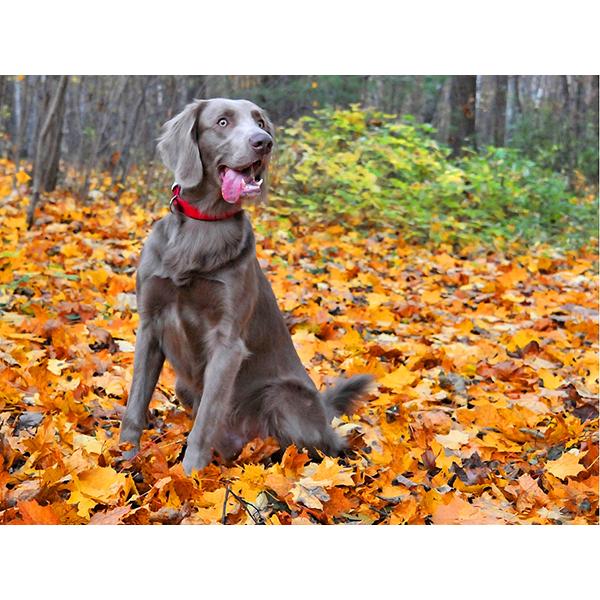 5D DIY Алмазная картина Набор Собака Осенью Искусство Алмазная вышивка Стразы Украшения для дома