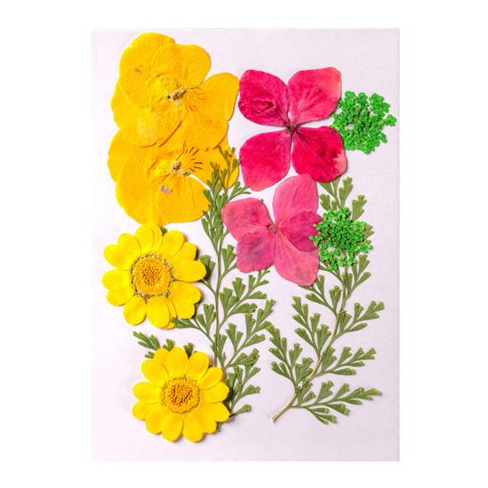 10 Pcs Pressed Dried Flowers Flat Real Dried Blooms All-Natural Colored Dried Flowers for DIY Crafts Scrapbooking Face Decoration