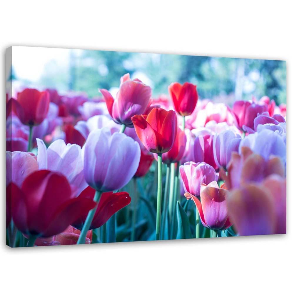 Canvas print, Meadow of tulips