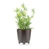 Donica Moss Eco Coffee Espresso 30Xh28