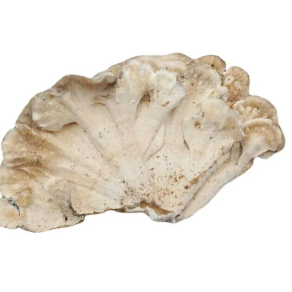 Органический чай из гриба Рейши (Turkey Tail) Травяной чай Натуральная поддержка энергии 500 г