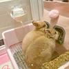 Automatic Pet Water Dispenser Magnetic Rack Hamster Water Bottle Rabbit Water Drinker  Small Animal