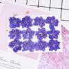 12Pcs Dried Flowers Epoxy Resin DIY Creation Long-lasting Dried Pressed Flowers for Bookmark