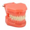 Teeth Model Display Study Standard Typodont Demonstration Dental Teaching Tooth Model for Clinics