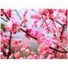 5D Diy Алмазная картина Цветы Алмазная вышивка Розовый цветок сливы Мозаика головоломка домашний декор